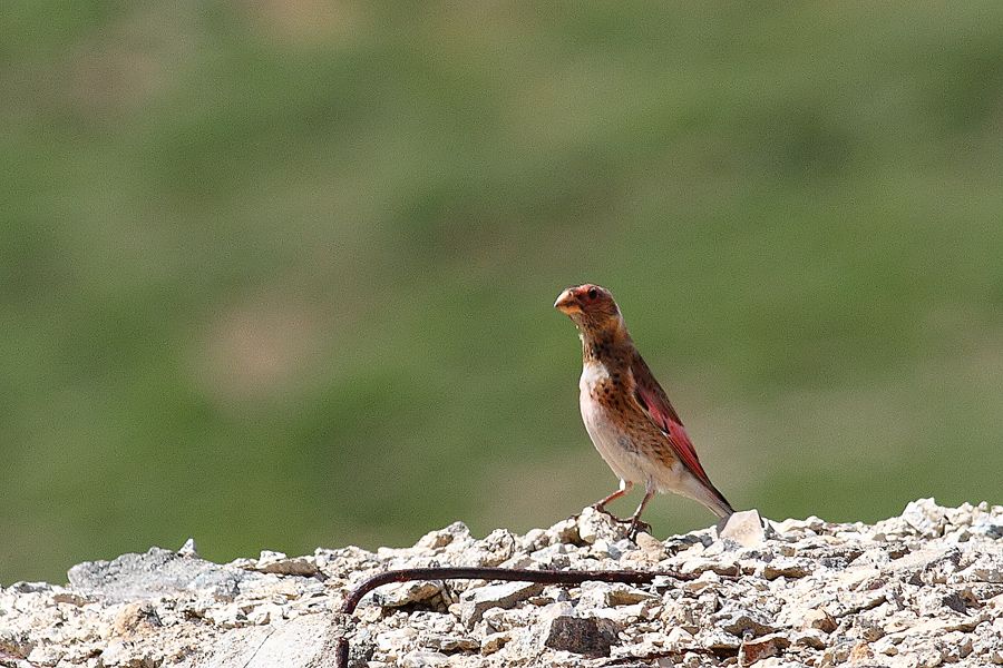Crimson-winged Finch