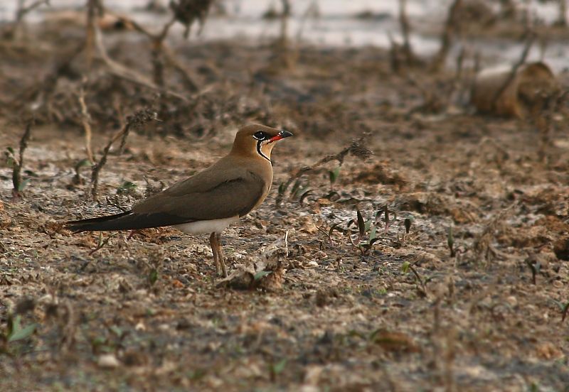 Black-winged Pratincole