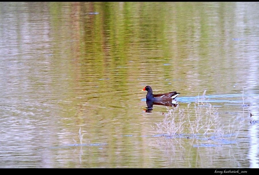Common Moorhen