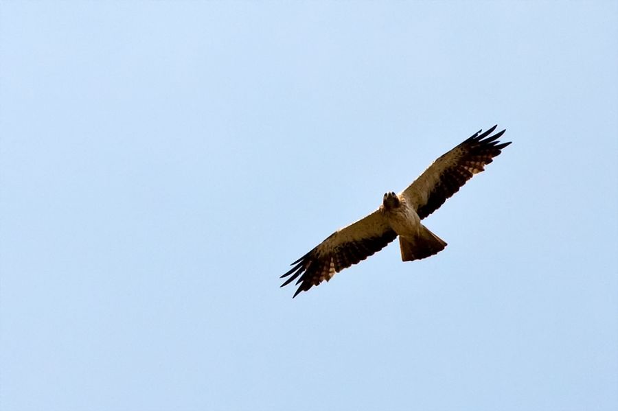 Booted Eagle