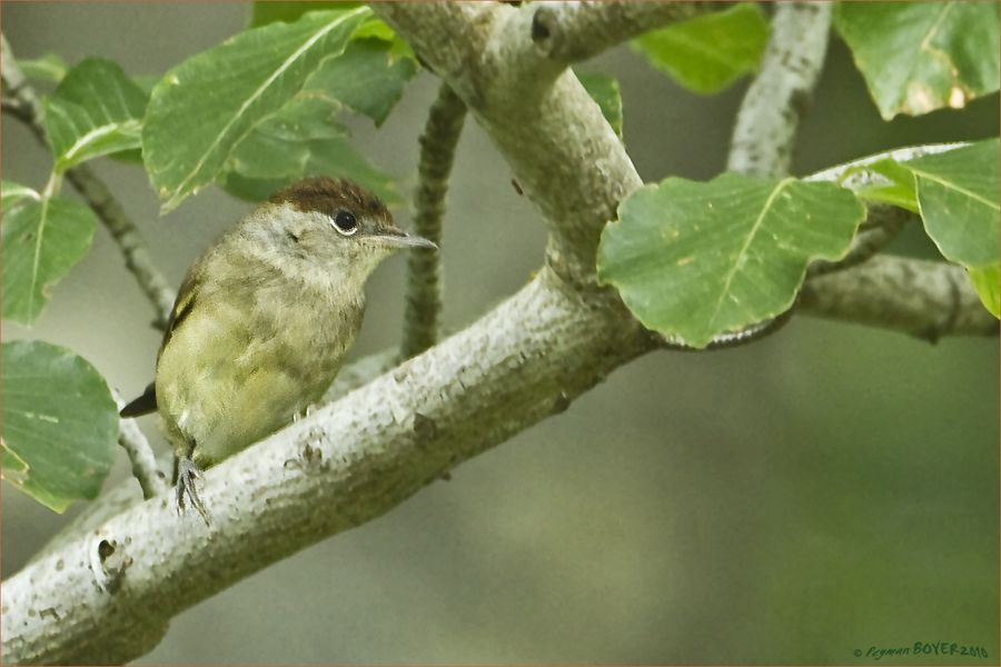 Eurasian Blackcap