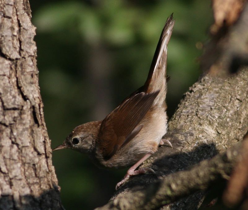 Cetti`s Warbler