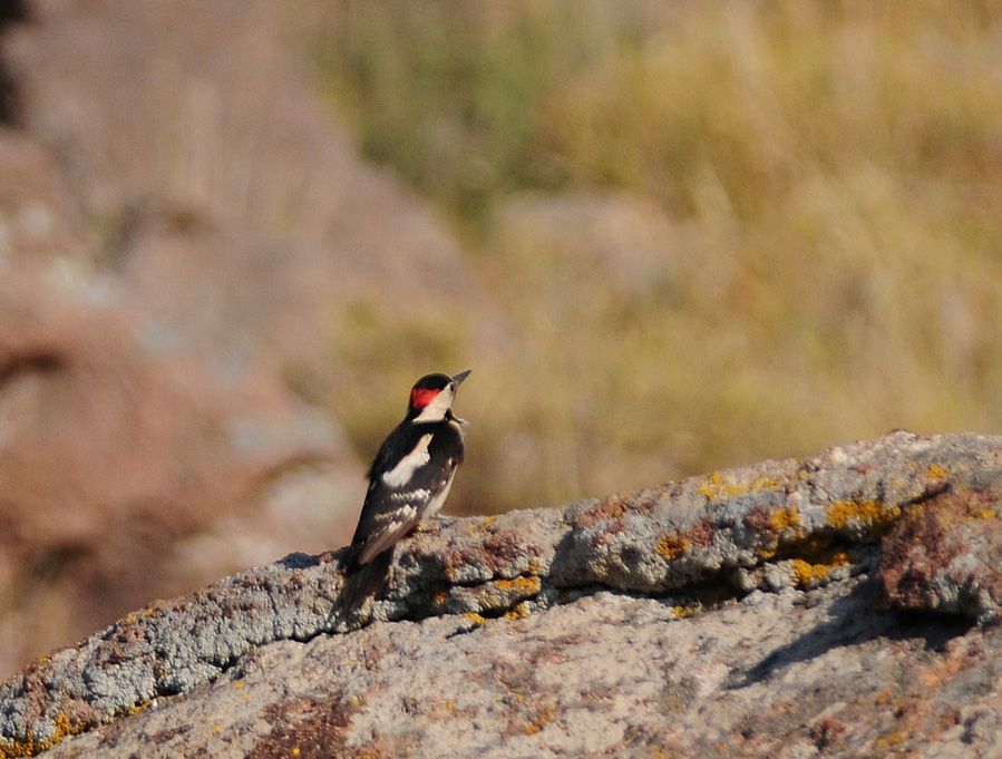 Syrian Woodpecker