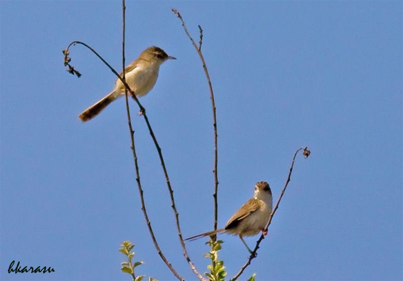 Zitting Cisticola
