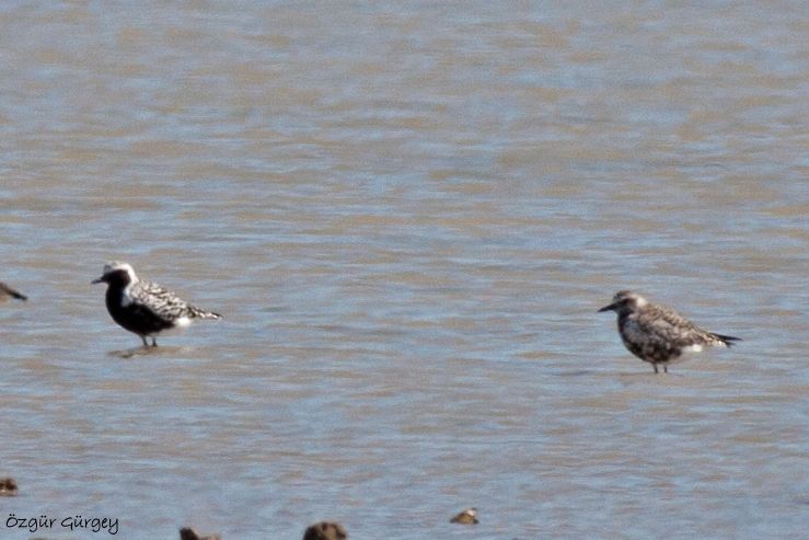 Grey Plover