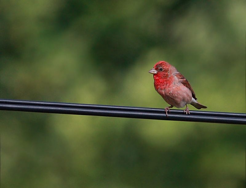 Common Rosefinch