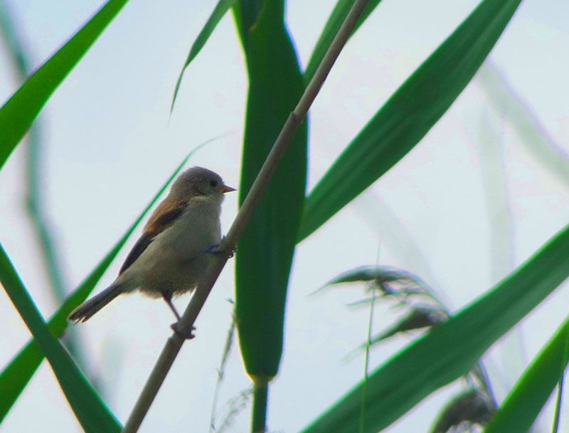 Eurasian Penduline Tit