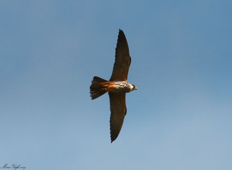 Eurasian Hobby