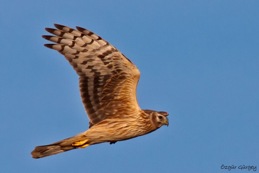 Hen Harrier