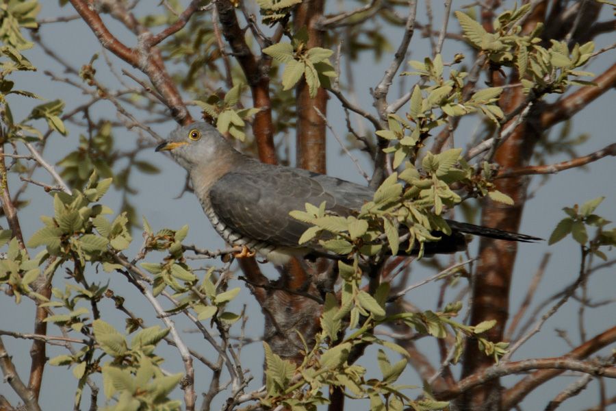 Common Cuckoo