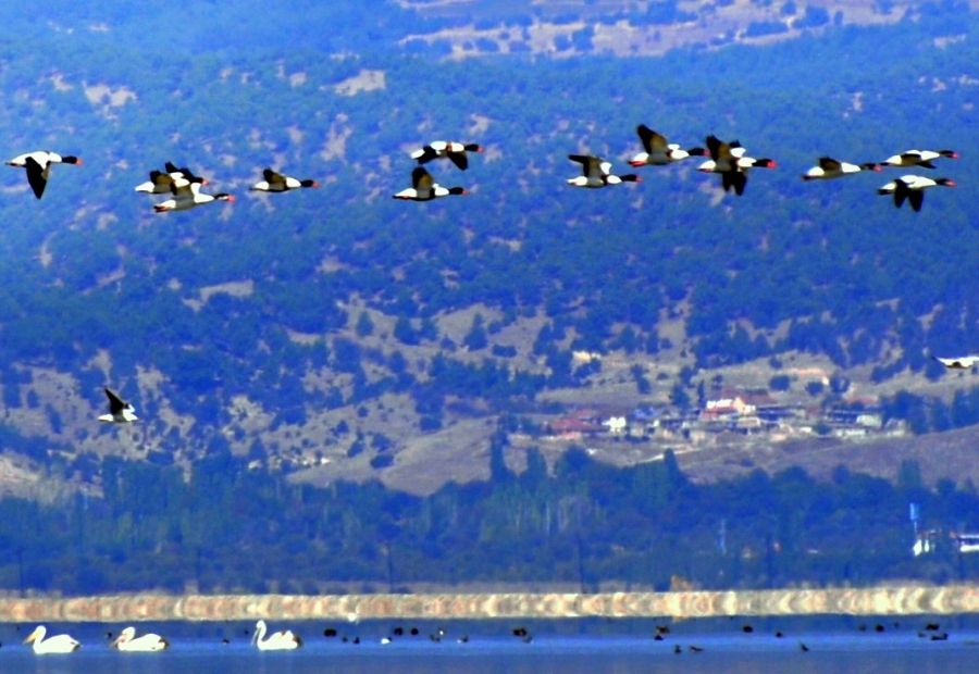 Common Shelduck