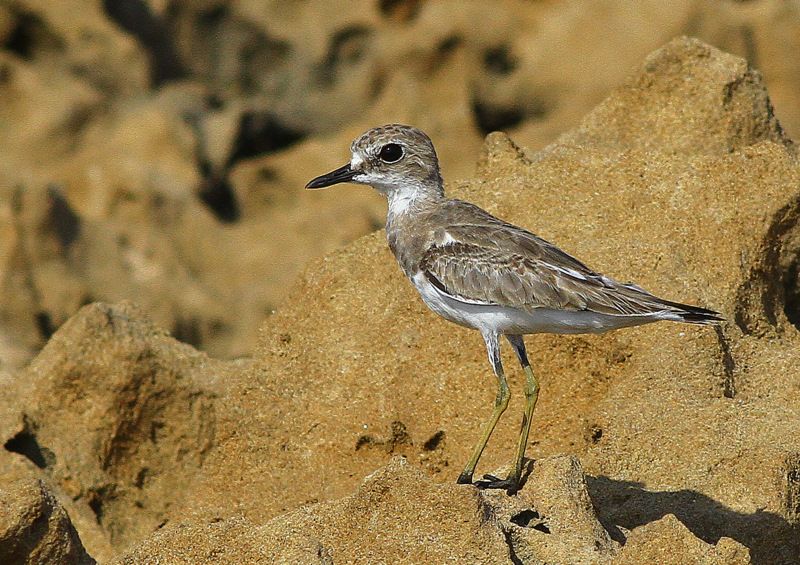 Greater Sand Plover