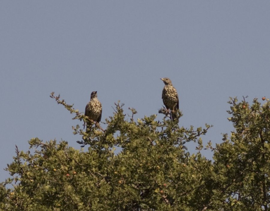 Mistle Thrush