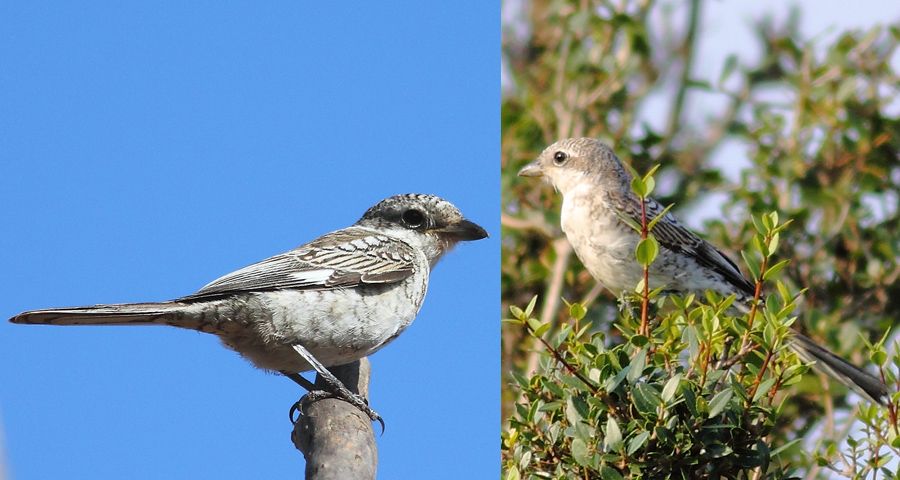 Masked Shrike