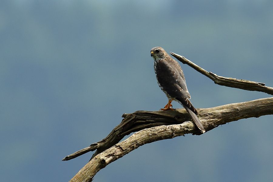 Levant Sparrowhawk