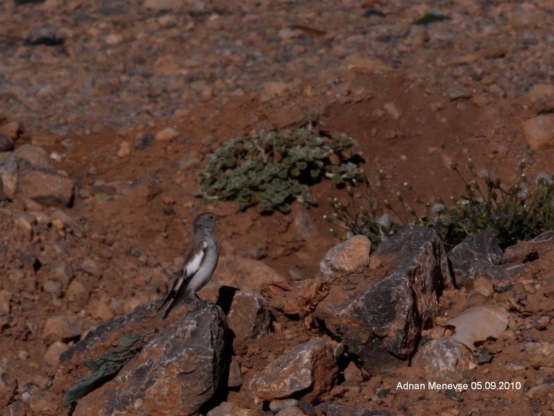 White-winged Snowfinch