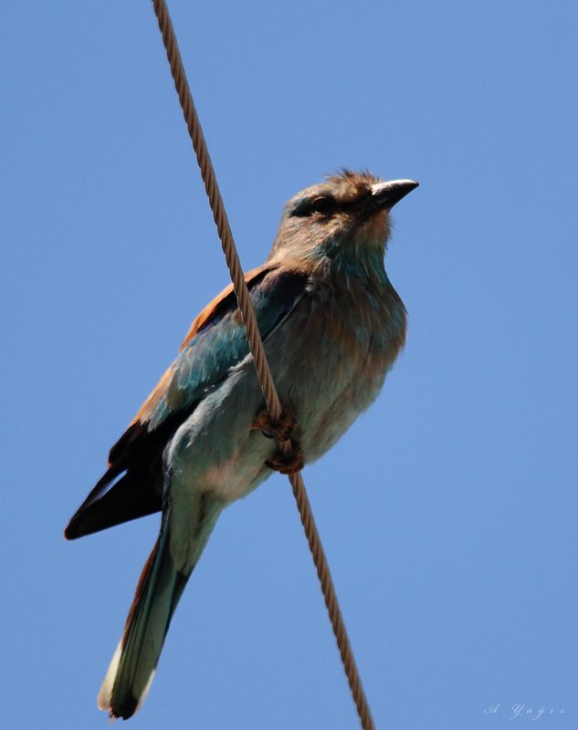 European Roller