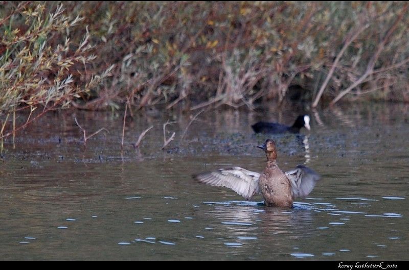 Common Pochard