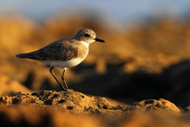 Greater Sand Plover