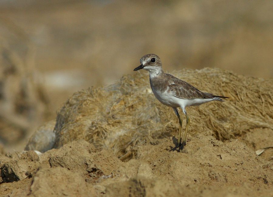 Greater Sand Plover