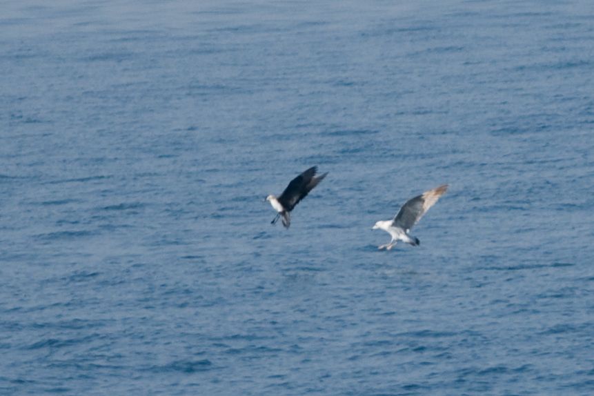 Parasitic Jaeger
