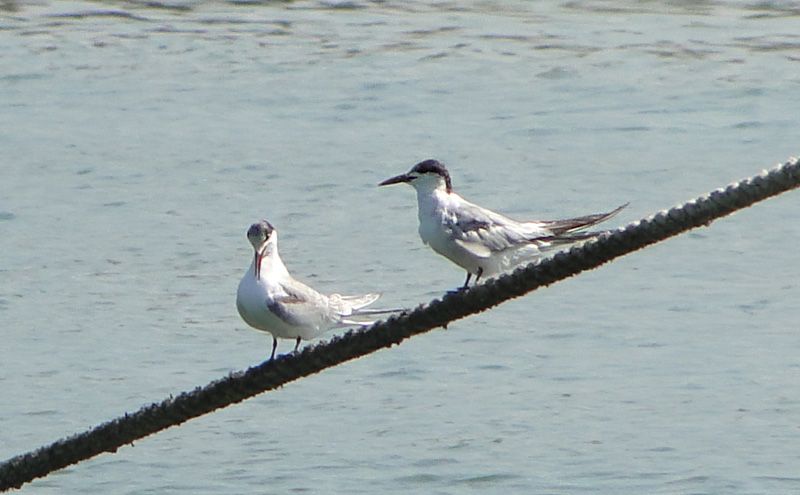 Sandwich Tern
