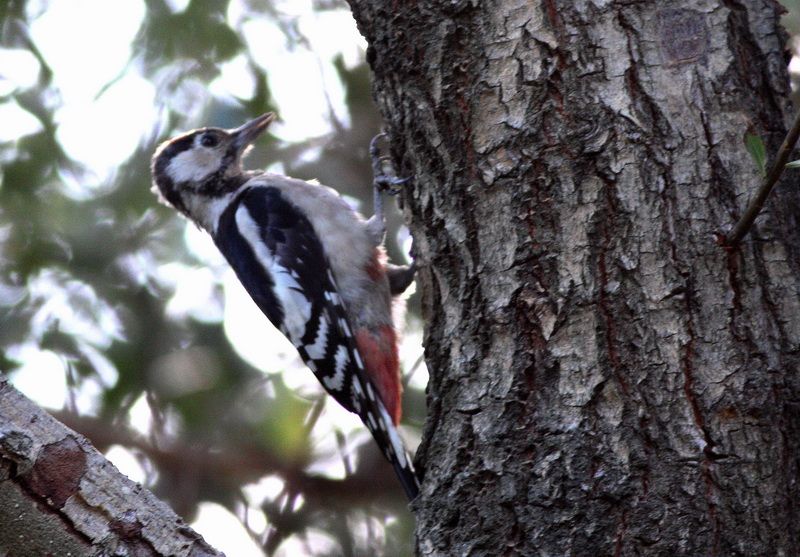 Great Spotted Woodpecker