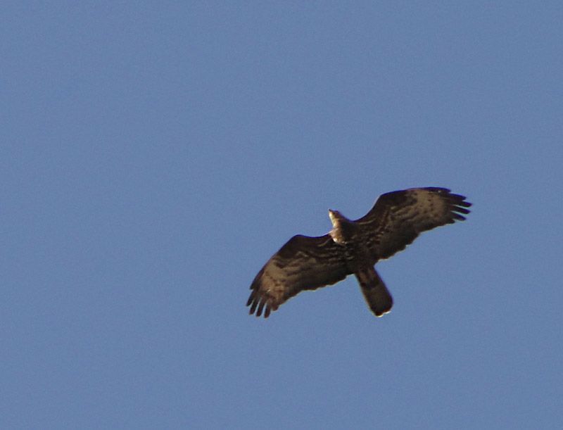 European Honey Buzzard