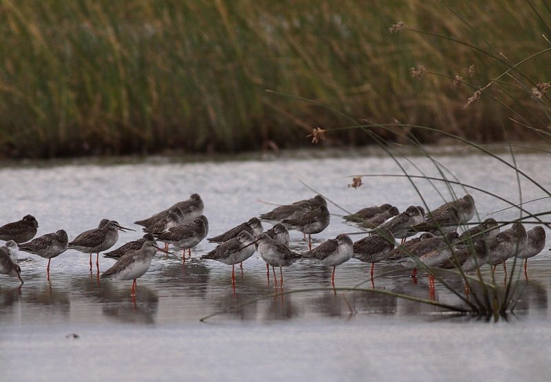 Spotted Redshank