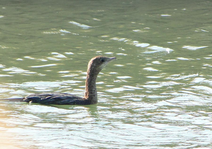 Pygmy Cormorant