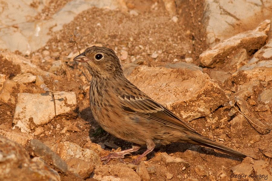 Ortolan Bunting