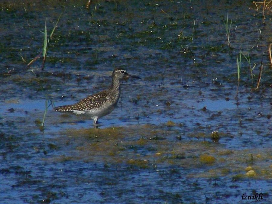 Wood Sandpiper
