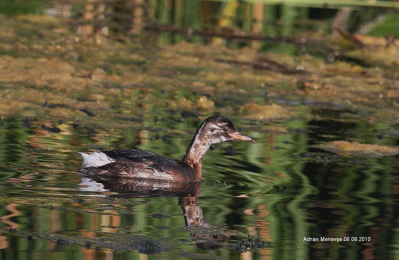 Little Grebe