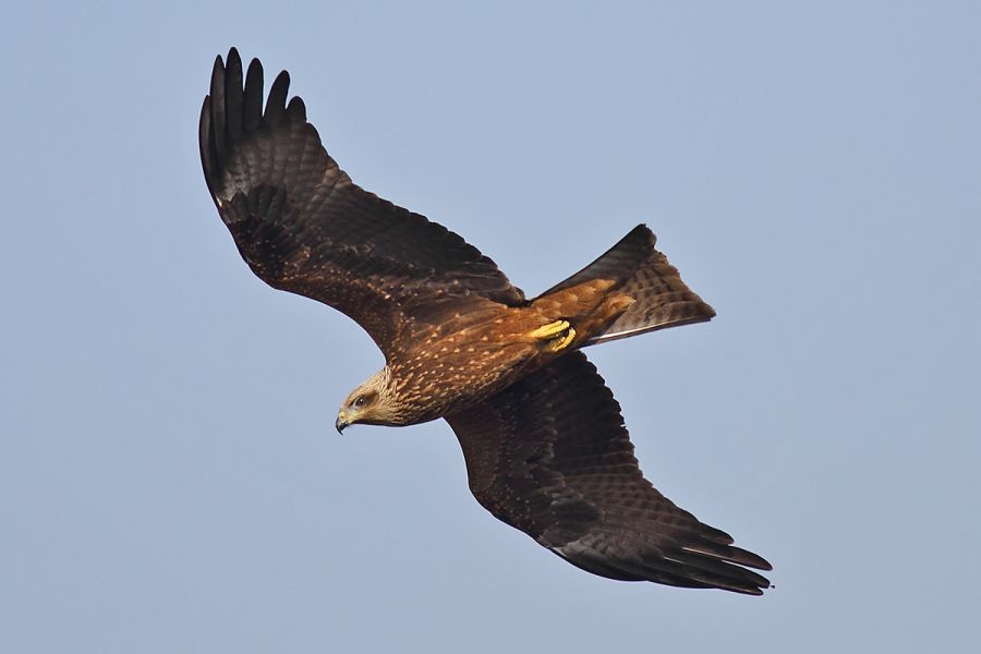 Black Kite
