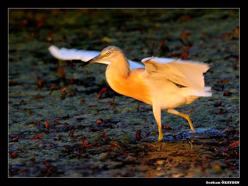 Squacco Heron