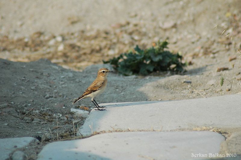 Northern Wheatear
