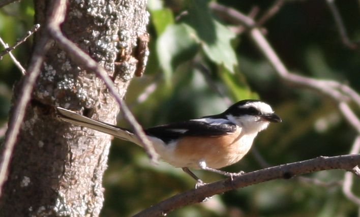 Masked Shrike