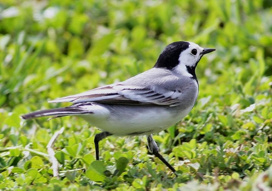 White Wagtail