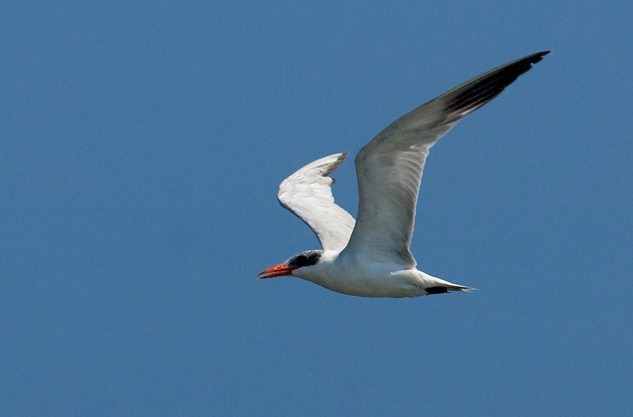 Caspian Tern
