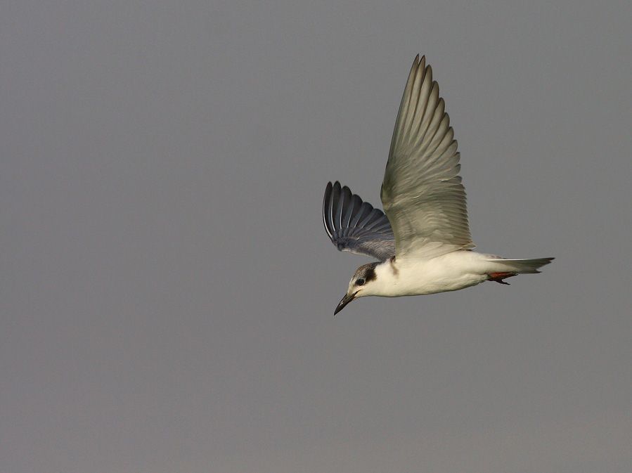 Black Tern