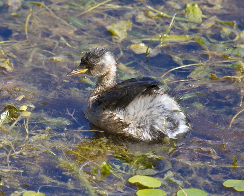 Little Grebe