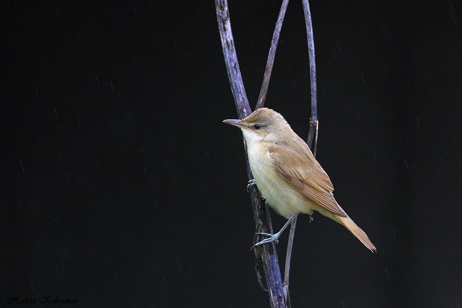 Common Reed Warbler