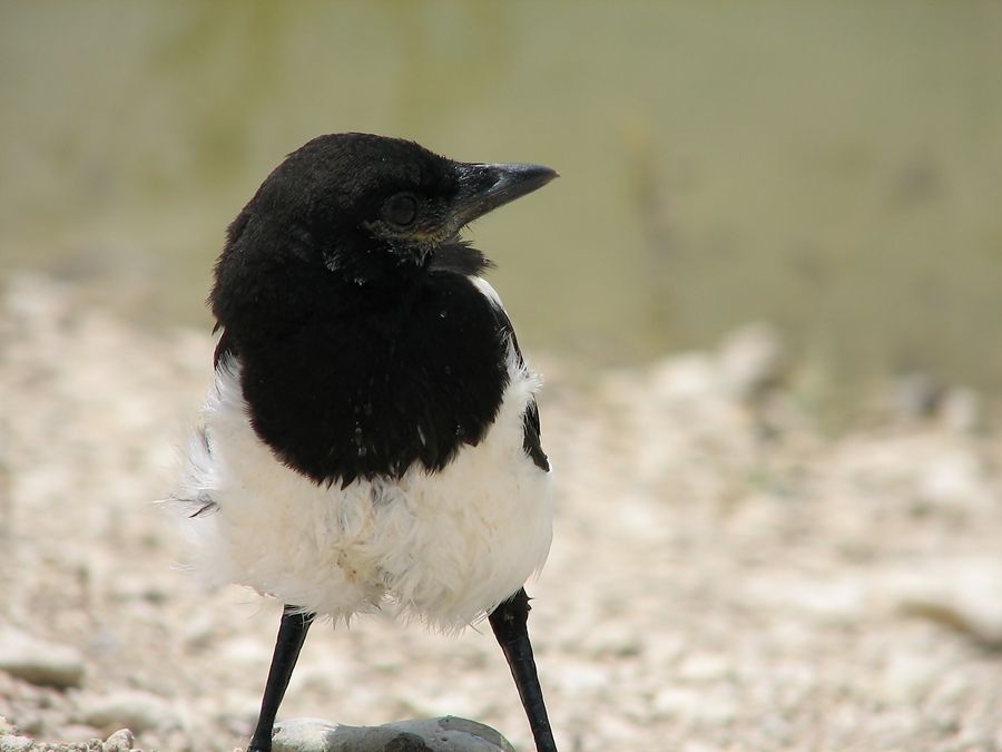 Eurasian Magpie