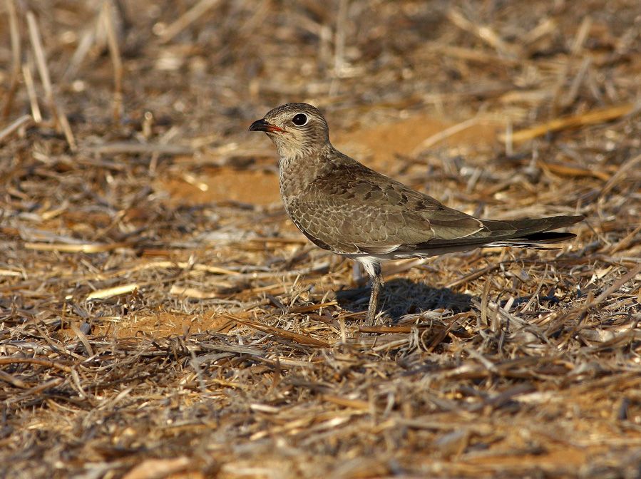 Black-winged Pratincole