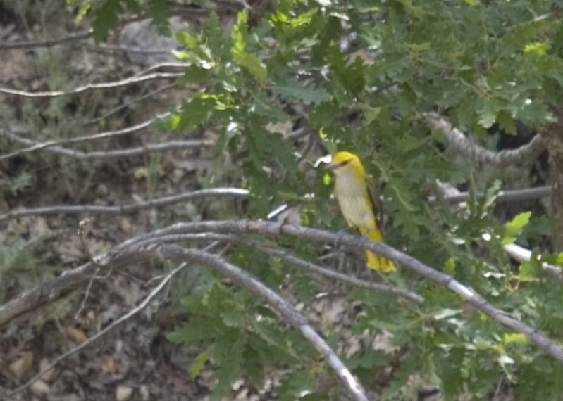 Eurasian Golden Oriole