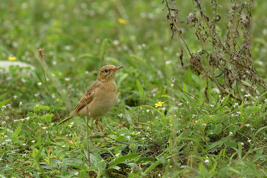 Tawny Pipit