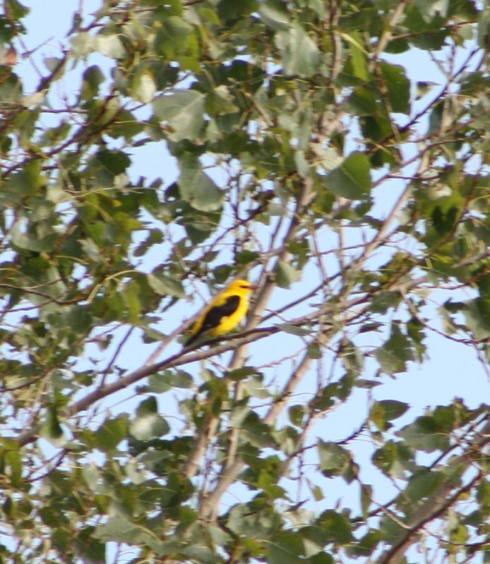 Eurasian Golden Oriole
