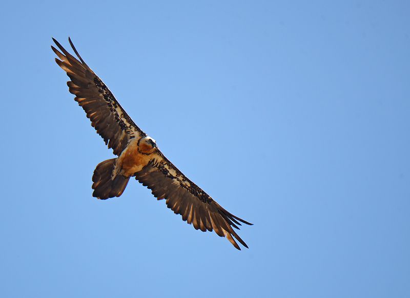 Bearded Vulture