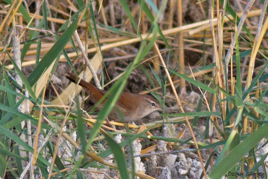 Cetti`s Warbler