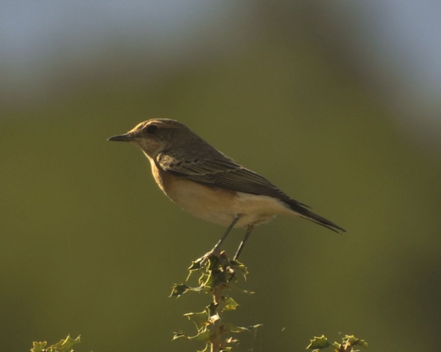Northern Wheatear